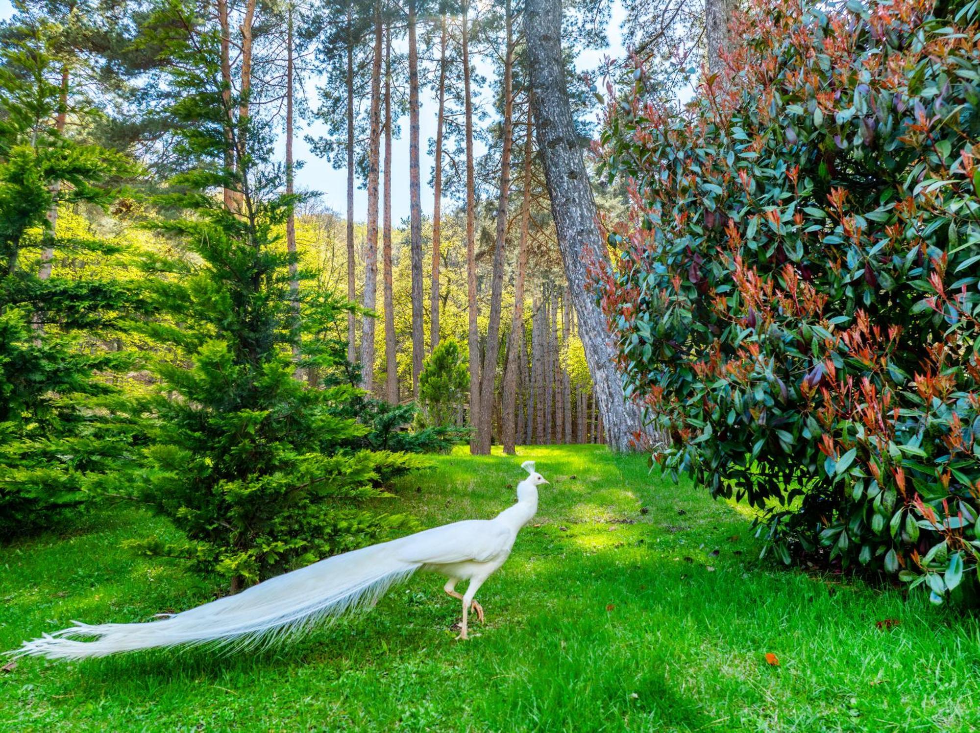 Kojori Bioli Wellness Resort מראה חיצוני תמונה